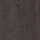 Дуб Кентербери