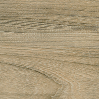 Вяз швейцарский